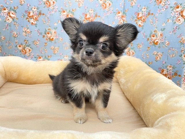 夢の国の使者?!　ロングコートチワワの男のコ　2025.8/23撮影