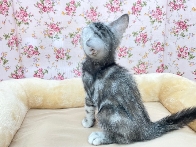 アメリカンショートヘア