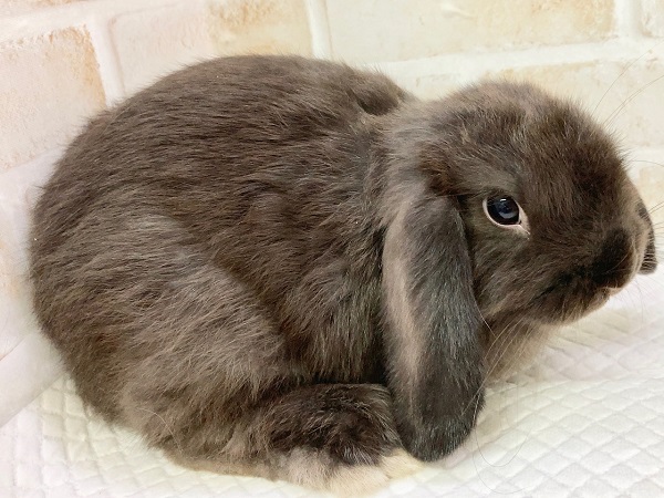 ちょっとだけ最新画像!ホーランドロップ(ブラック) ごはんもりもり食べるよ! ホーランドロップ