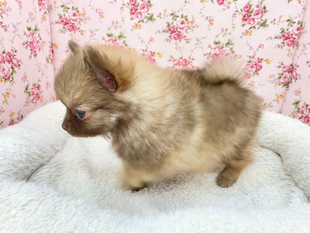 ポメチー（ポメチワ）