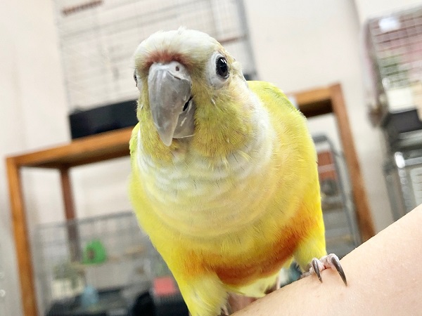 ホオミドリウロコインコ