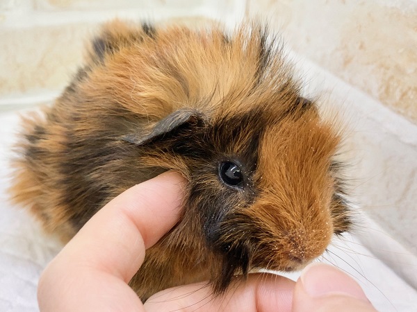 アビシニアンモルモット