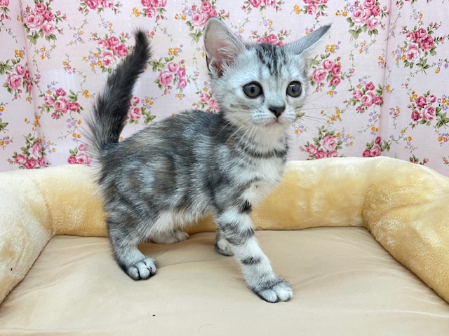 アメリカンショートヘア