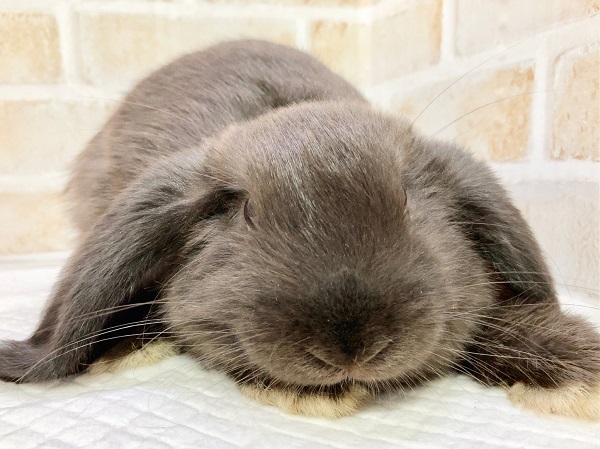 ちょっとだけ最新画像!ホーランドロップ(ブラック) ごはんもりもり食べるよ! ホーランドロップ