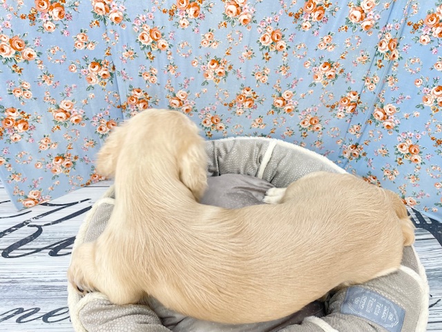 ミニチュアダックス