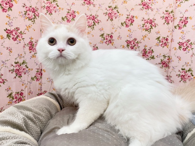 お目々の大きいキュートガール☆　サイベリアンの女のコ 8/3撮影