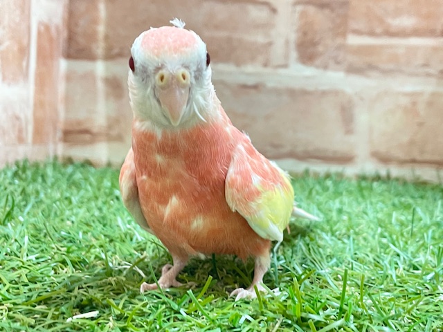 アキクサインコ（秋草インコ）
