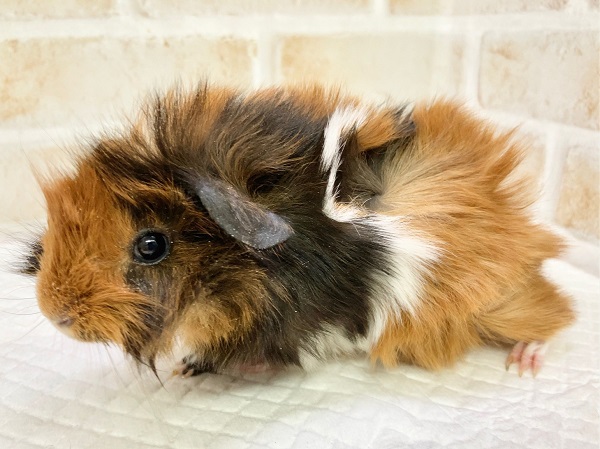 アビシニアンモルモット