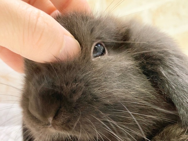 ちょっとだけ最新画像!ホーランドロップ(ブラック) ごはんもりもり食べるよ! ホーランドロップ