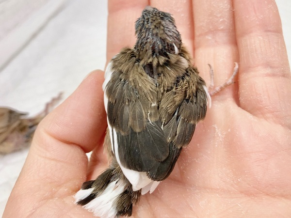 十姉妹（ジュウシマツ）