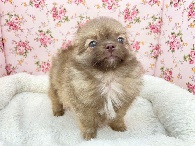 ポメチー（ポメチワ）