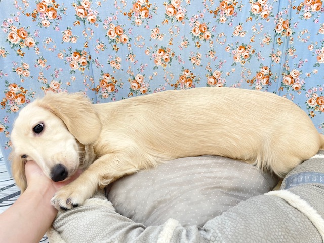 ミニチュアダックス