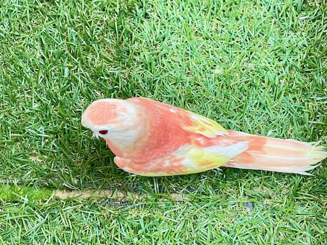 アキクサインコ（秋草インコ）