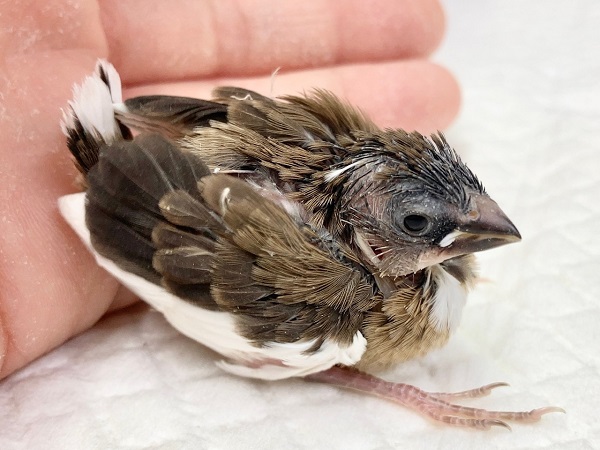 十姉妹（ジュウシマツ）