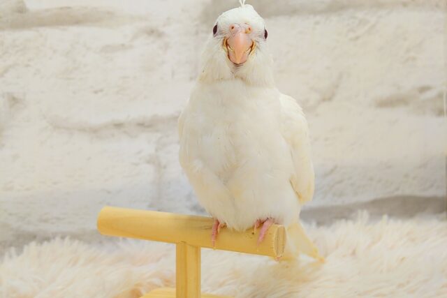 オカメインコ
