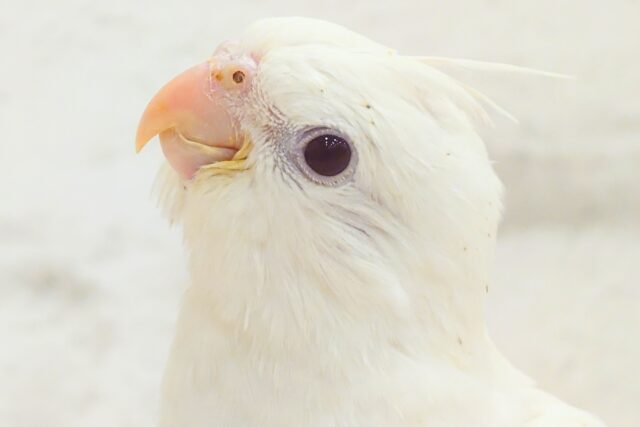 【最新画像更新🪄】ハゲタカみたい🐣可愛さ溢れるオカメインコ🫧(ピュアホワイト) ヒナ