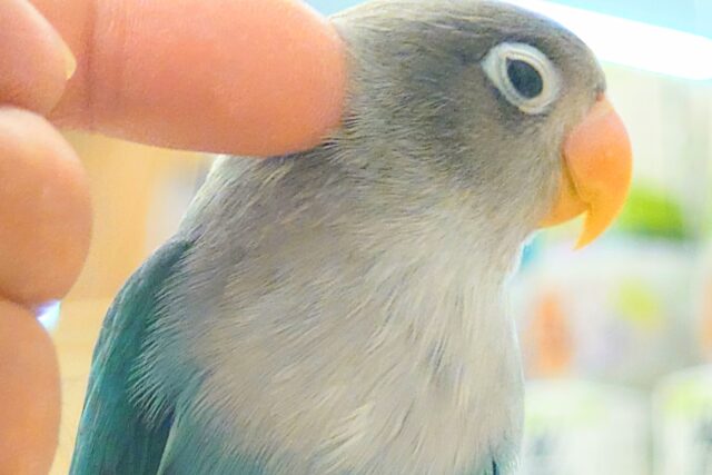 ブルーボタンインコ