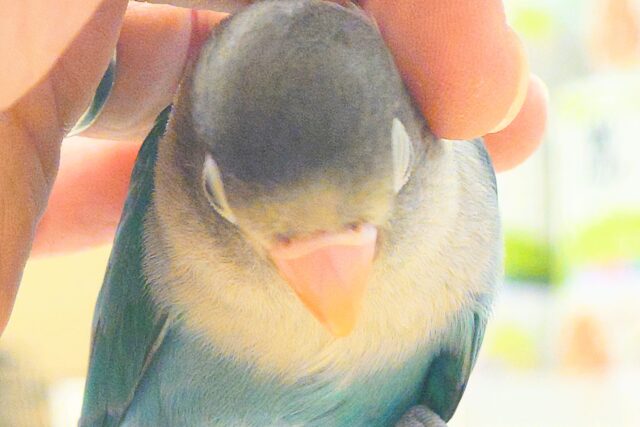 ブルーボタンインコ