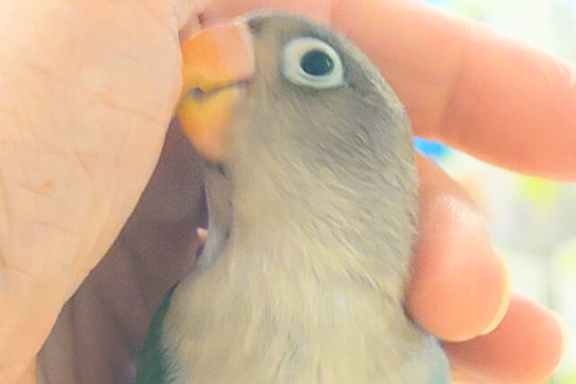 ブルーボタンインコ