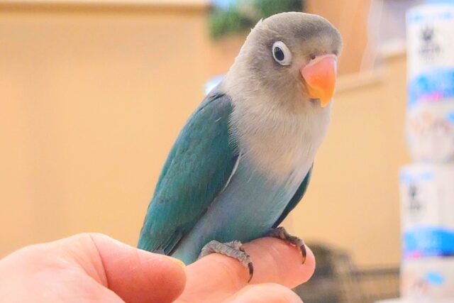 ブルーボタンインコ