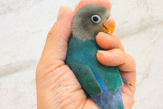 ブルーボタンインコ