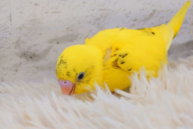 セキセイインコ