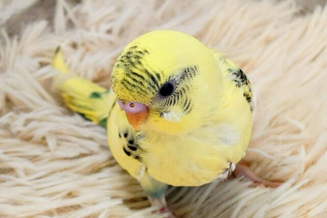 最新画像になります☆　スイーツ界の妖精さん🧚‍♀️🧁セキセイインコ(クリームハルクイン) ヒナ