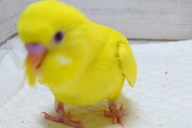 セキセイインコ