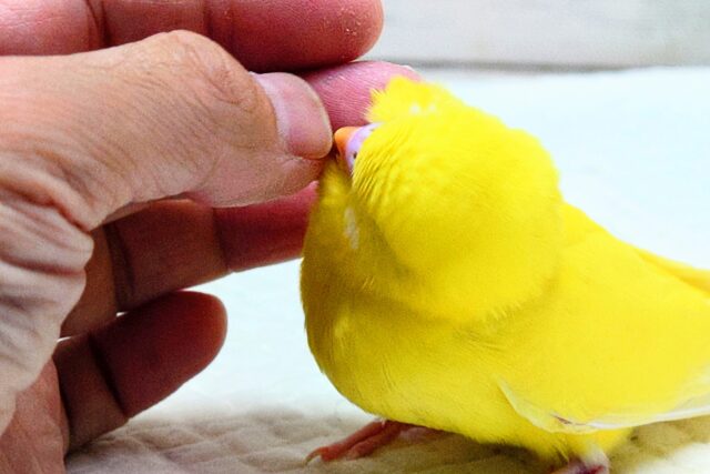 セキセイインコ