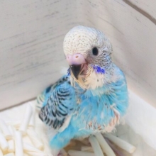 お迎えするとーーー　もれなく楽しい生活、まってますっ♫　セキセイインコ　オパーリン～～