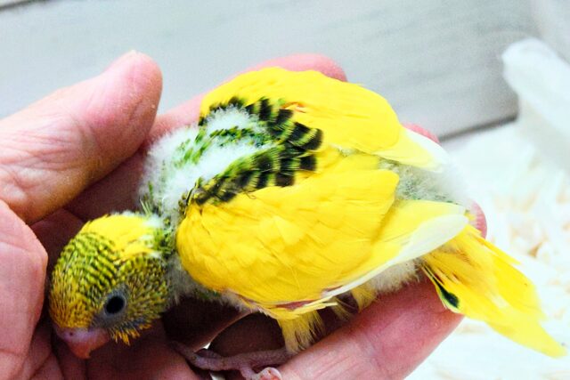 セキセイインコ