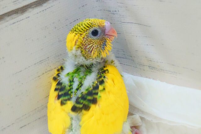 セキセイインコ