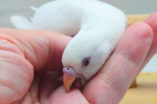 セキセイインコ