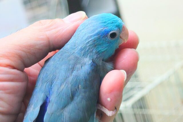 【🆙最新画像アリ🆙】甘え方はBIG☆彡　マメルリハ（ブルー）