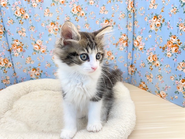 ノルウェージャンフォレストキャット