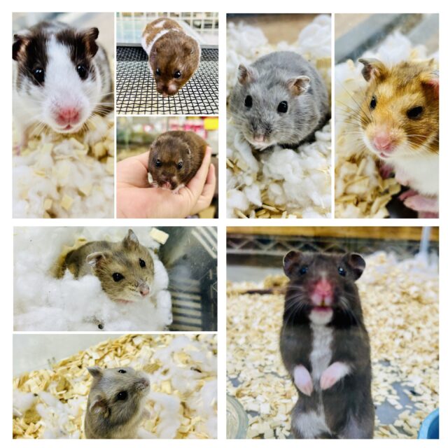 柏店ハムスター在舎情報～(^_-)-☆