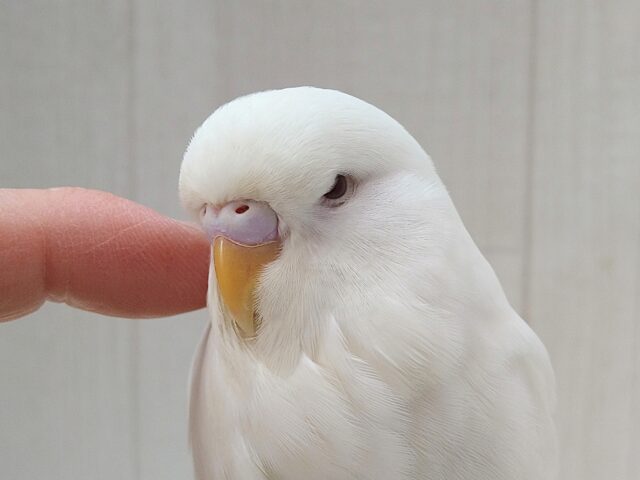 ジャンボセキセイインコ
