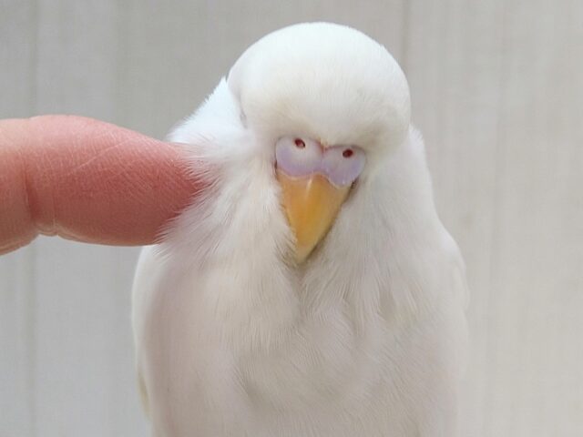 ジャンボセキセイインコ