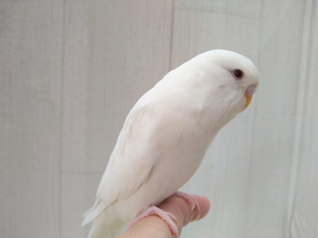 ジャンボセキセイインコ