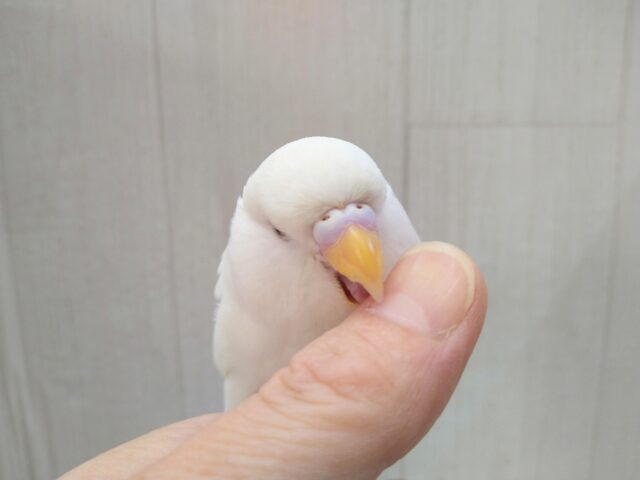 ジャンボセキセイインコ