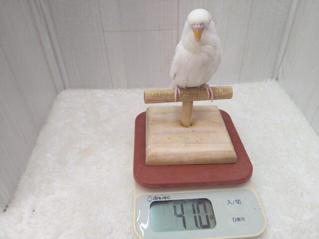 ジャンボセキセイインコ