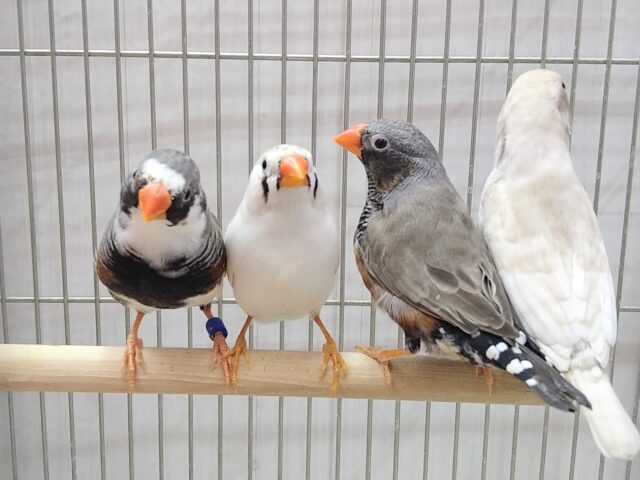 色とりどり🏳️🌈大人キンカ鳥軍団がやって来ました!! 錦花鳥(キンカチョウ)