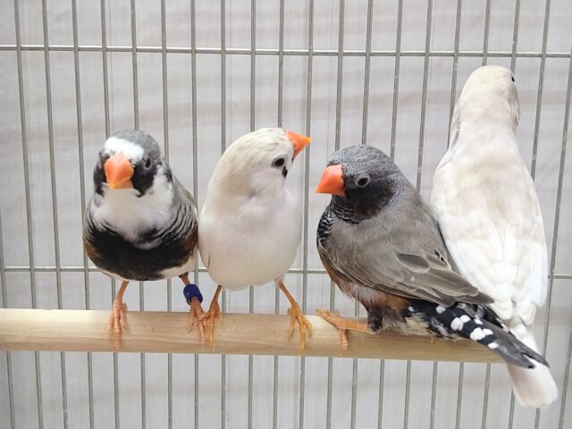 色とりどり🏳️🌈大人キンカ鳥軍団がやって来ました!! 錦花鳥(キンカチョウ)