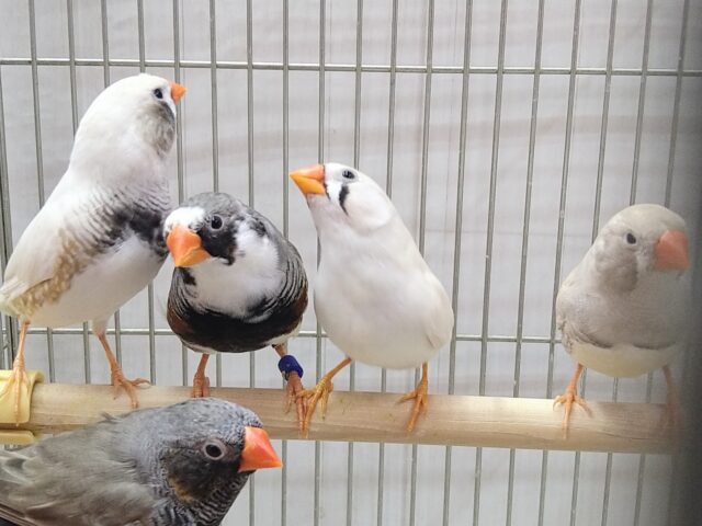 色とりどり🏳️🌈大人キンカ鳥軍団がやって来ました!! 錦花鳥(キンカチョウ)