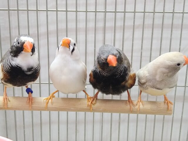 色とりどり🏳️🌈大人キンカ鳥軍団がやって来ました!! 錦花鳥(キンカチョウ)