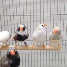 色とりどり🏳️‍🌈大人キンカ鳥軍団がやって来ました!!
