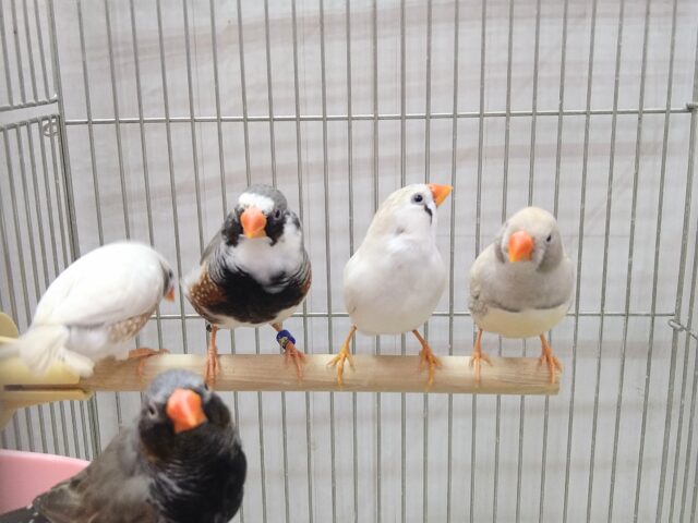 色とりどり🏳️‍🌈大人キンカ鳥軍団がやって来ました!!