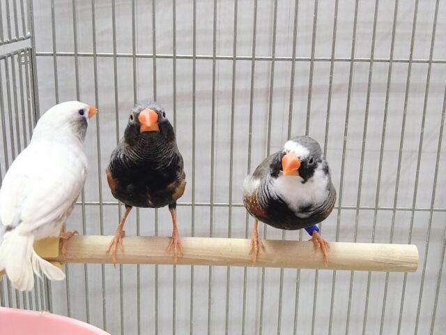 色とりどり🏳️🌈大人キンカ鳥軍団がやって来ました!! 錦花鳥(キンカチョウ)