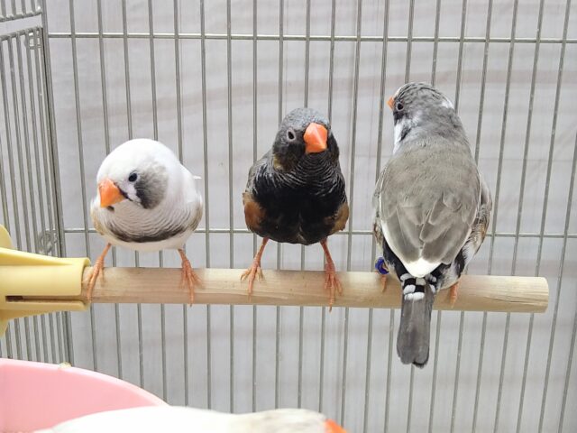 色とりどり🏳️🌈大人キンカ鳥軍団がやって来ました!! 錦花鳥(キンカチョウ)