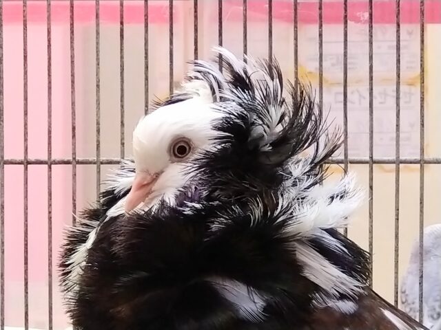 ジャコビンバト